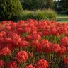 Lycoris Bulb Radiata Red Spider Lily