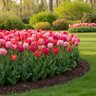 Tulipa Bulb Darwin Hybrid Van Eijk Tulip