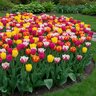 Tulipa Bulb Fringed Mixture Tulip