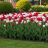Tulipa Bulb Darwin Hybrid Delight Mixture Tulip