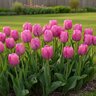 Tulipa Bulb Darwin Hybrid Purple Pride Tulip