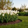 Tulipa Bulb Single Late Catherina Tulip