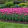 Tulipa Bulb Triumph Jumbo Pink Tulip