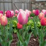 Tulipa Bulb Darwin Hybrid Royal Pride Tulip