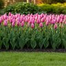 Tulipa Bulb Darwin Hybrid Big Love Tulip