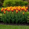 Tulipa Bulb Lily Flowered Fire Wings Tulip