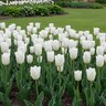 Tulipa Bulb Darwin Hybrid Wedding Dress Tulip