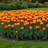Tulipa Bulb Darwin Hybrid Apeldoorn Mixture Tulip