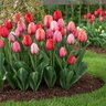 Tulipa Bulb Darwin Hybrid Impression Mixture Tulip