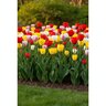 Tulipa Bulb Darwin Hybrid Lovely Giants Mixture Tulip
