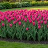 Tulipa Bulb Darwin Hybrid Lady Van Eijk Tulip