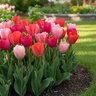 Tulipa Bulb Darwin Hybrid Van Eijk Mixture Tulip