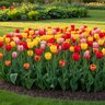 Tulipa Bulb Darwin Hybrid Mixture Tulip