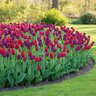 Tulipa Bulb Single Late Purple Teddy Mixture Tulip