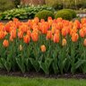 Tulipa Bulb Single Late El Nino Tulip