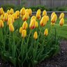 Tulipa Bulb Parrot La Courtine Parrot Tulip