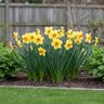 Narcissus Bulb Tazetta Scarlet Gem Daffodil
