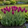 Tulipa Bulb Lily Flowered Purple Dream Tulip