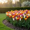 Tulipa Bulb Lily Flowering Mixture Tulip