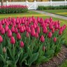 Tulipa Bulb Single Late Wilja Tulip