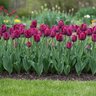 Tulipa Bulb Single Late Purple Lady Tulip