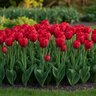 Tulipa Bulb Single Late Teddy Kollek Tulip
