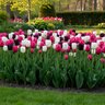 Tulipa Bulb Single Late Black and White Cookie Mixture Tulip