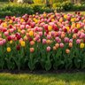 Tulipa Bulb Single Late French Mixture Tulip