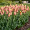 Tulipa Bulb Single Late Blushing Lady Tulip