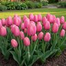 Tulipa Bulb Single Late Menton Tulip