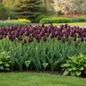 Tulipa Bulb Single Late Queen of Night Tulip