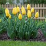Tulipa Bulb Single Late Big Smile Tulip