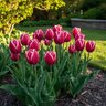 Tulipa Bulb Single Late Toyota Tulip