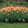 Tulipa Bulb Single Late Blushing Beauty Tulip