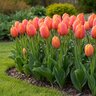 Tulipa Bulb Single Late Dordogne Tulip