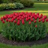 Tulipa Bulb Single Late Sky High Scarlet Tulip