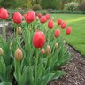 Tulipa Bulb Single Late Avignon Tulip