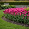 Tulipa Bulb Triumph Milkshake Tulip