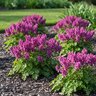 Corydalis Bulb Purple Bird Fumewort