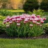 Tulipa Bulb Clusiana Peppermint Tulip