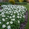 Anemone Bulb Grecian Blanda White Splendour Windflower