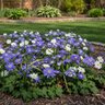 Anemone Bulb Grecian Blanda Mixture Windflower