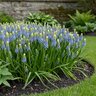 Muscari Bulb Armeniacum Julia Grape Hyacinth