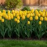 Tulipa Bulb Triumph Kikomachi Tulip