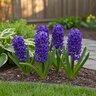 Hyacinthus Bulb Orientalis Blue Star Hyacinth