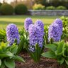 Hyacinthus Bulb Orientalis Aqua Hyacinth