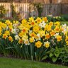 Narcissus Bulb All Season Large Cup Mixture Daffodil