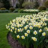Narcissus Bulb Bunch Flowering Golden Echo Daffodil