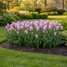 Tulipa Bulb Single Early Mystic Prince Tulip