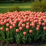 Tulipa Bulb Single Early Salmon Prince Tulip